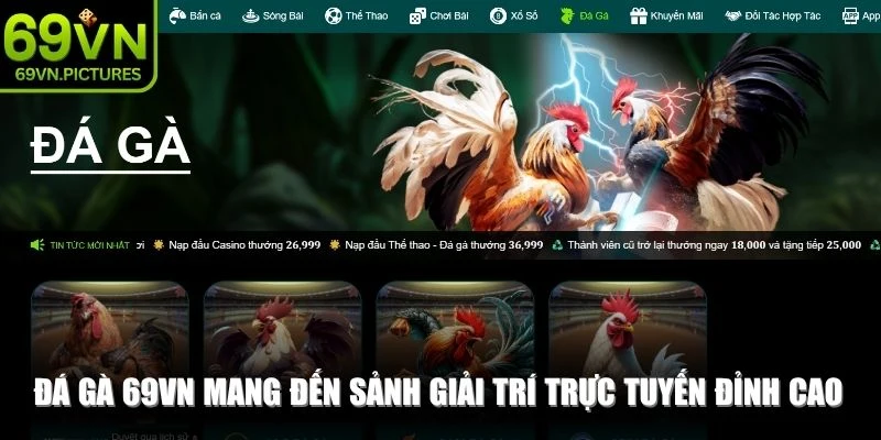 Đá gà 69VN mang đến sảnh giải trí trực tuyến đỉnh cao cho sư kê